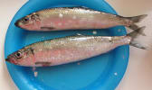 Harengs frais sur assiette bleue