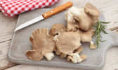 Pleurotes : 4 façons de cuisiner ce champignon délicieux et abordable