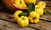 Comment cuisiner le coing ? 7 recettes de la compote au curry