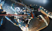 Techniques appliquées à la préparation des fruits de mer