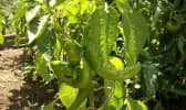 Plantation de piments doux