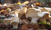 Pieds de mouton dans un bois