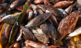 Différents poissons d'eau de mer sur un étal de marché