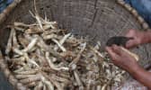 Rhizomes d'arrow-root