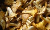 Girolles