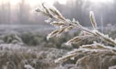Gelée hivernale