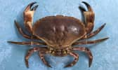 Crabe tourteau