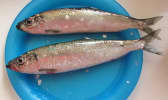 Harengs frais sur assiette bleue