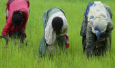 Récolte de teff