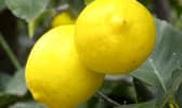 citrons sur l'arbre