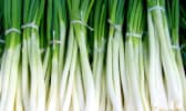 Etal d'oignons de printemps ou oignons nouveaux