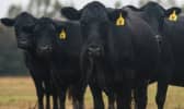 Elevage de boeufs angus