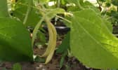 Haricots beurre prêts à être récoltés