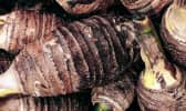 Racines de taro