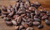 Fèves de cacao