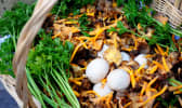 Panier de champignons de cueillette