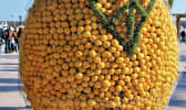 Exposition de citrons de Menton