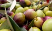 Olives