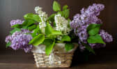 Lilas blanc et violet dans un panier en bois devant un mur en bois marron foncé