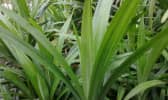 Feuilles de pandan