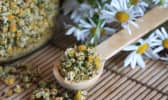 Fleurs fraîches et séchées de camomille