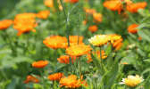 Fleurs de soucis