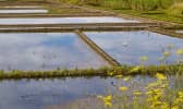 Marais salants de Guérande 