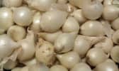 Oignons grelots