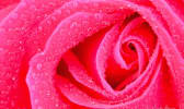 Gros plan sur une rose rose