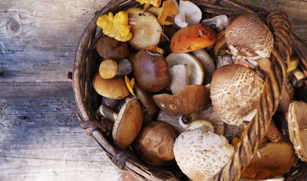 Êtes-vous incollables sur les champignons ?