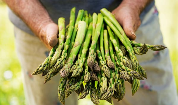 Vive l'asperge, reine du printemps !