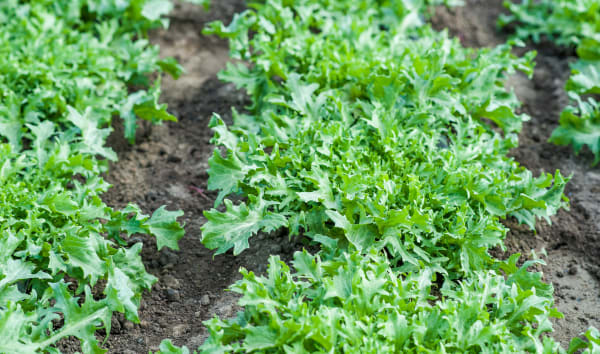 La salade frisée