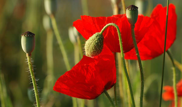 Le coquelicot