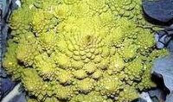 Chou romanesco