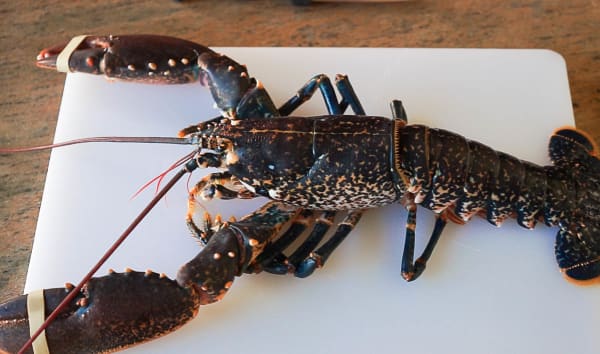 Homard ou langouste grillés