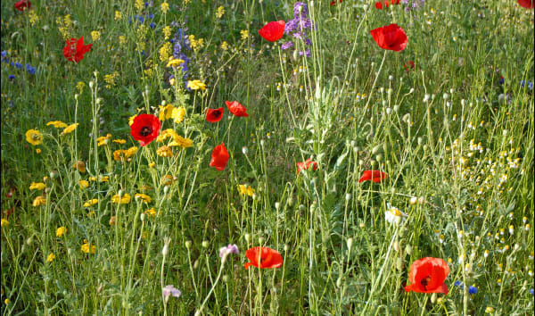 Fleurs des champs au printemps.