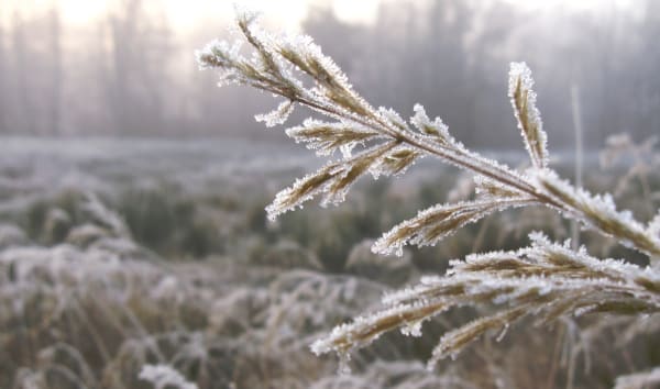 Gelée hivernale