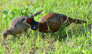 Faisan et poule faisane