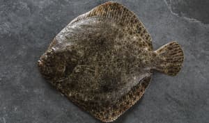 Le turbot