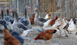 Volailles et foie gras