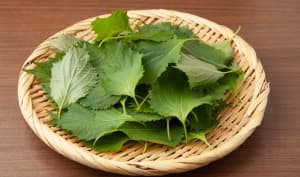 Shiso