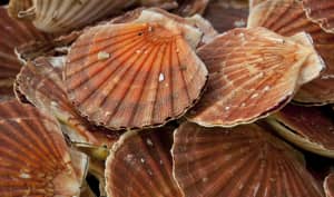 Les coquilles saint-jacques