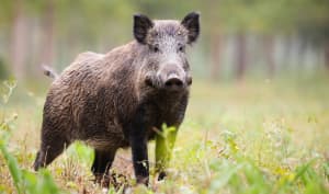 Sanglier et marcassin