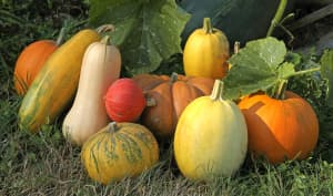 Les courges
