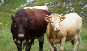 Le boeuf - Races, labels et qualité