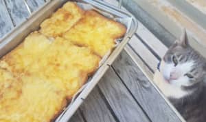 Croques et paninis sans soucis