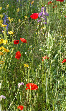 Fleurs des champs au printemps.