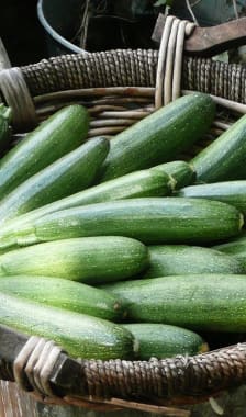 Courgettes dans un panier