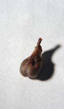 Pépin de raisin