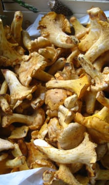 Girolles